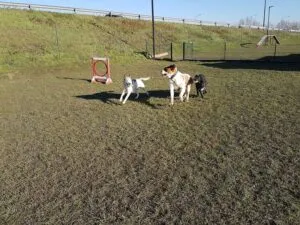 Com'in DOG